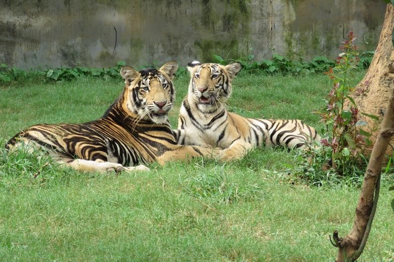 Black' and 'golden' tigers point to challenges in India's tiger  conservation story | The Straits Times