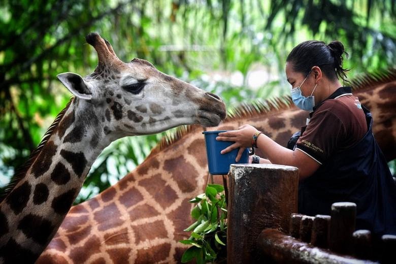 2 endangered giraffes from India arrive at Singapore Zoo, on show at ...