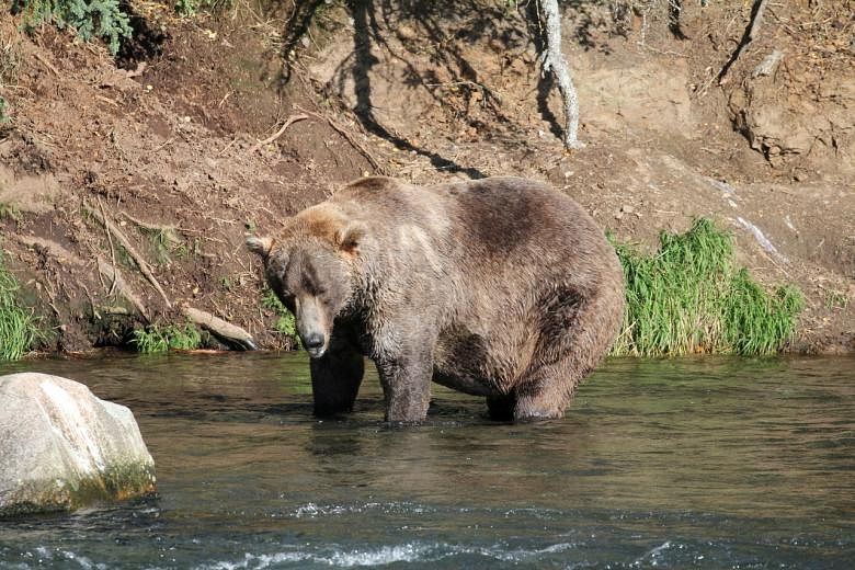 Otis the bear crowned chunk champion in Alaska's Fat Bear Week The