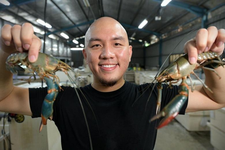 Singapore-grown crawfish ready for the spotlight | The Straits Times