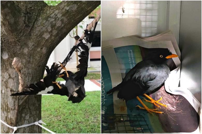 Acres rescues bird stuck to a tree branch with glue-like substance in Choa  Chu Kang | The Straits Times