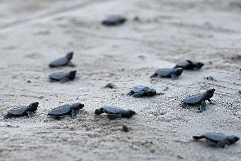 85 hawksbill turtle hatchlings released from Siloso Beach in Sentosa ...