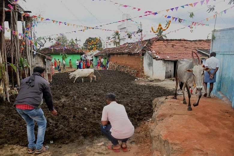 India's 'Cattle Royale' dung fight marks end of Diwali | The Straits Times