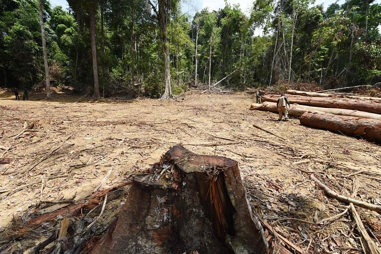 Amazon Deforestation Hits Monthly Record In Brazil | The Straits Times