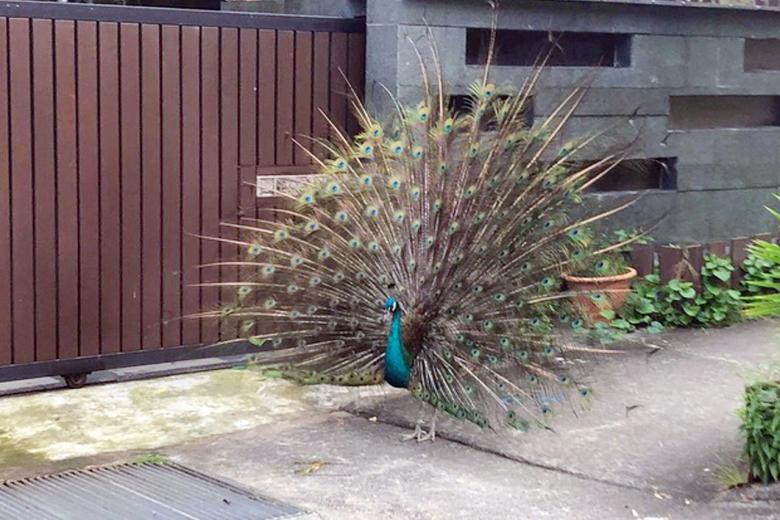 Pet peacocks are allowed but must be kept securely, says NParks after