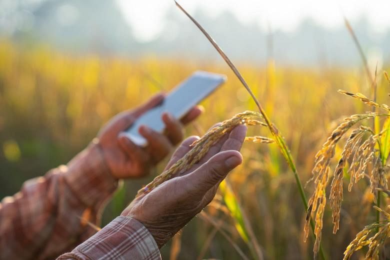 Farmer using smartphone for agriculture