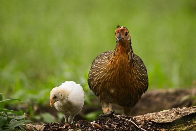 Bird flu is raging, adding to the risks for food inflation The