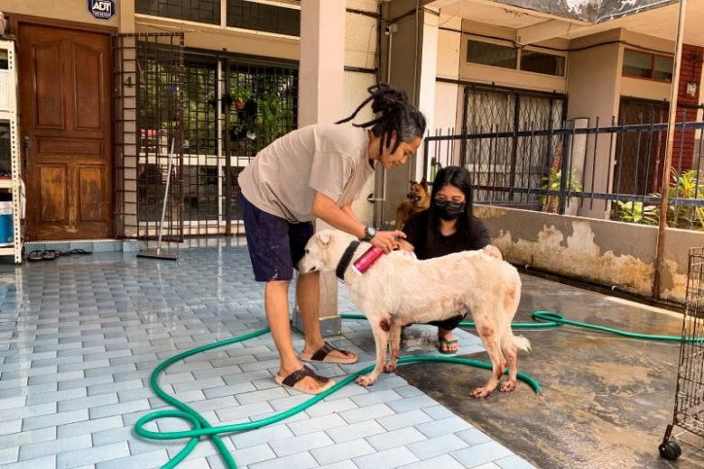 Shelter Malaysia selamatkan 120 kucing dan anjing dari banjir
