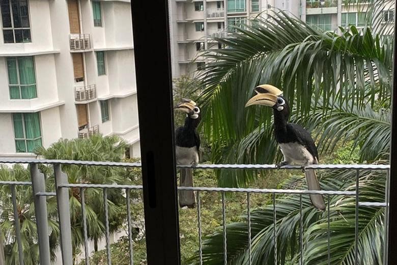 Hornbills at a balcony