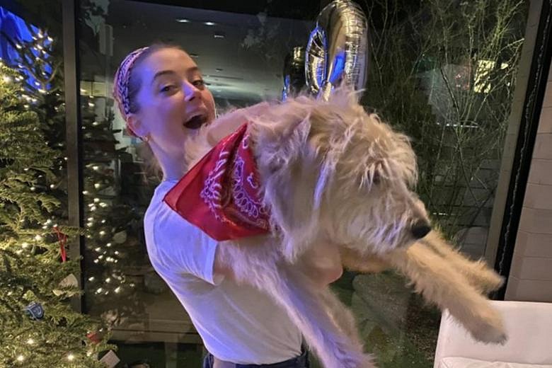 Amber Heard Names Dog After Australia's Deputy PM Following Spat In ...