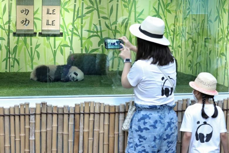 river safari panda viewing