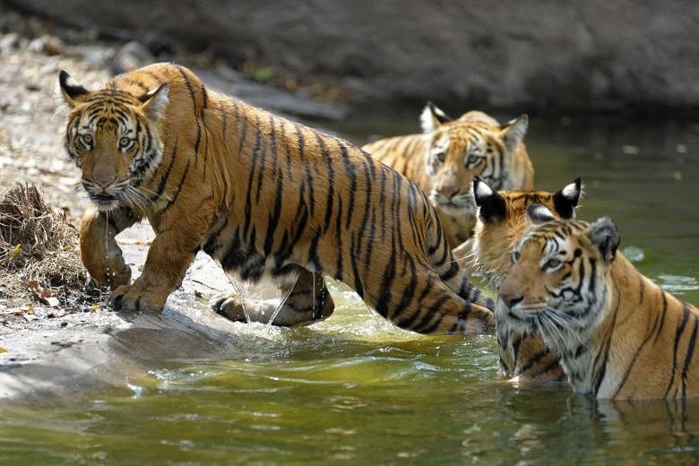 World Tiger Day: Threats To The Majestic Cat - Wildlife SOS