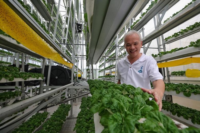 Trends to watch in 2022: Farming in Singapore flourishes | The Straits ...