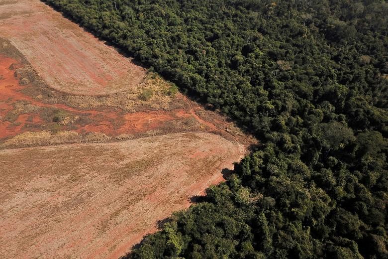 Un saut dans la déforestation de la savane la plus riche en biodiversité du monde alarme des scientifiques brésiliens