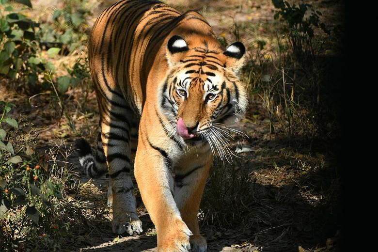 Un tigre mord la main d’un gardien au parc safari du Japon : Kyodo