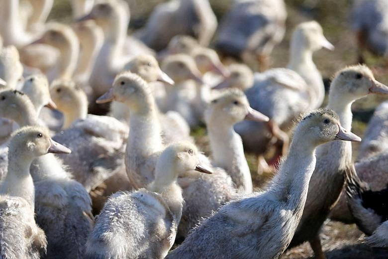 US finds more avian flu cases in wild birds, identifies strain The