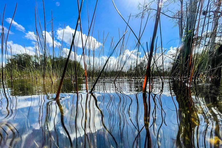 Les États-Unis annoncent un investissement historique de 1,1 milliard de dollars pour la réhabilitation des Everglades