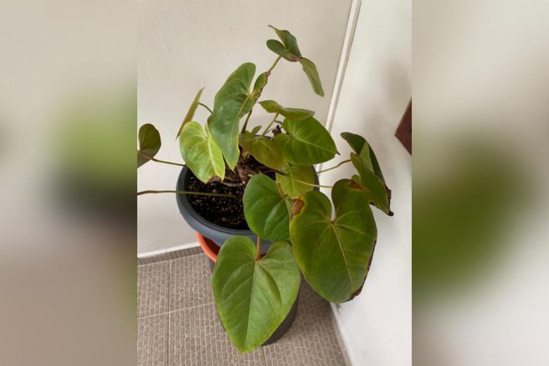 Root Awakening Anthurium grows best in a location with filtered