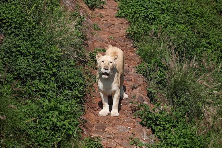 Les lions infectés d’Afrique du Sud déclenchent une alerte à la variante de Covid-19