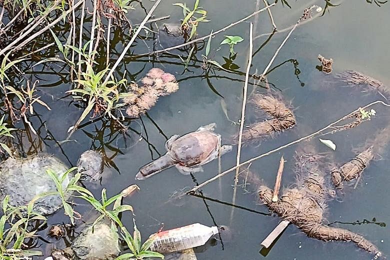 Des dizaines de tortues indiennes meurent dans un empoisonnement présumé