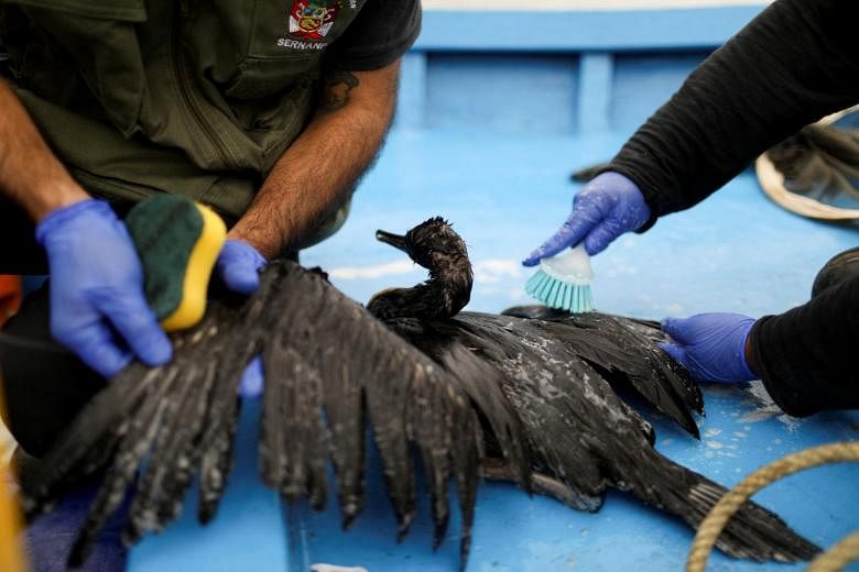 Le Pérou se précipite pour sauver les oiseaux menacés par la marée noire après l’éruption du volcan Tonga