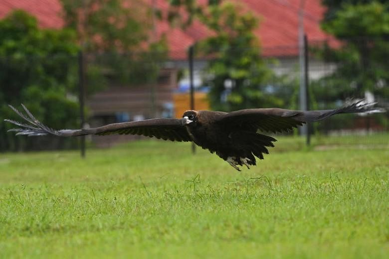 La science derrière le vol des oiseaux et pourquoi le vautour moine ne pouvait initialement pas