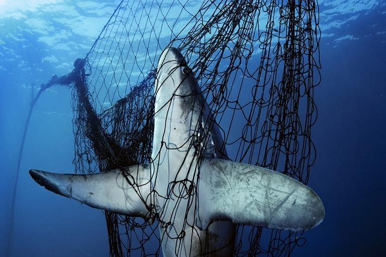 Comment l’industrie de la pêche peut sauver les requins et les fruits de mer avec des lumières LED