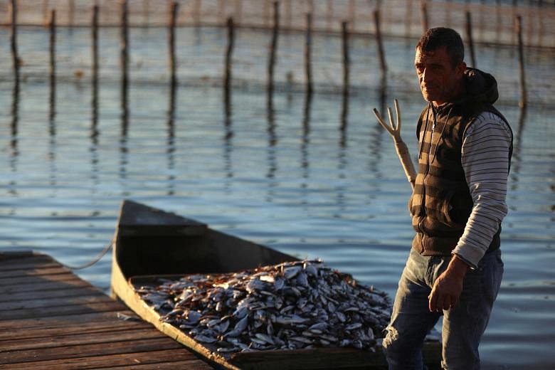 Thousands Of Fish Die From Thermal Shock As Cold Sweeps Greece | The ...