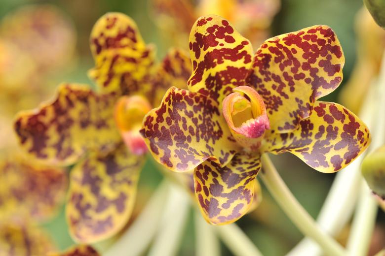 Helping Singapore's remaining 'tiger' bloom again The Straits Times