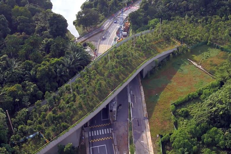 Mandai Lake Road bridge used by wildlife; seven roadkill incidents reported  | The Straits Times