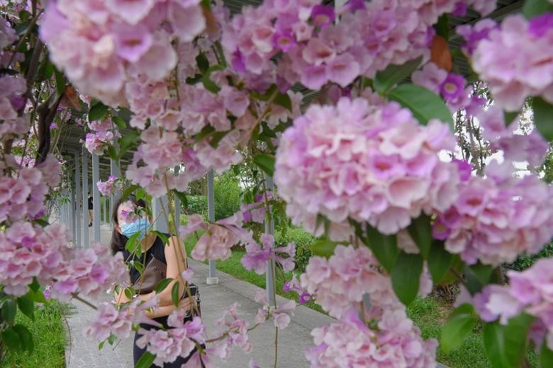 Blossoming Well-Being: Flowers Known to Have a Positive Impact on Ment –  Hello Flowers! Singapore