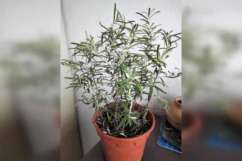 Root Awakening Rosemary needs direct sunlight, does not