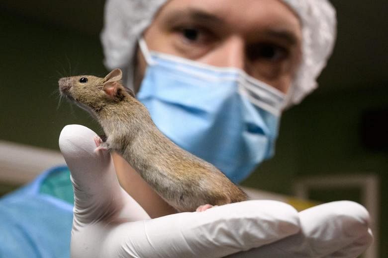 Switzerland to vote on becoming first nation to ban animal testing | The  Straits Times