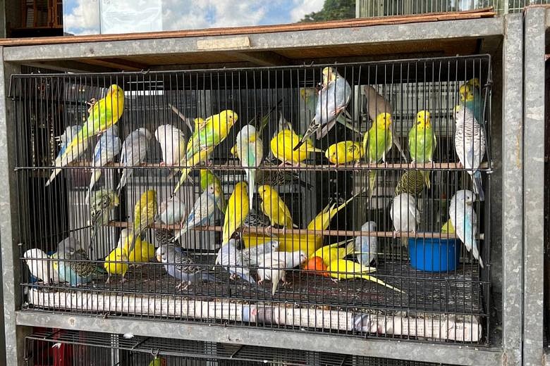 Over 60 of bird shops islandwide fail one or more basic welfare