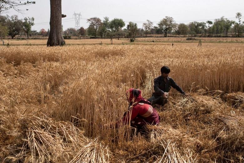 India prepares to plug global wheat shortage caused by Russia's war on ...