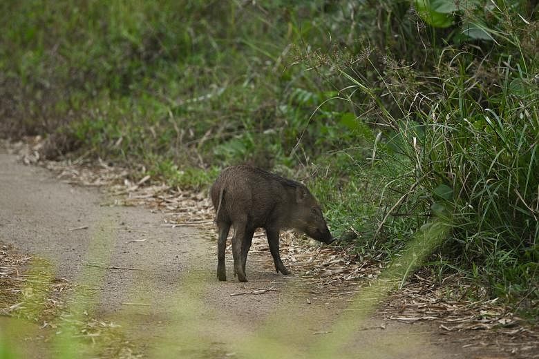 Recent wild boar incidents in Singapore: When, where and what happened |  The Straits Times