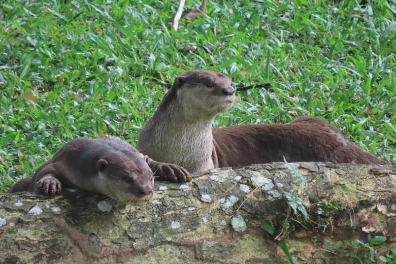 NTU taking measures to reduce human-wildlife conflict | The Straits Times