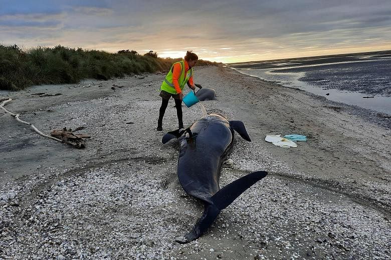 Dozens of whales die in New Zealand mass stranding
