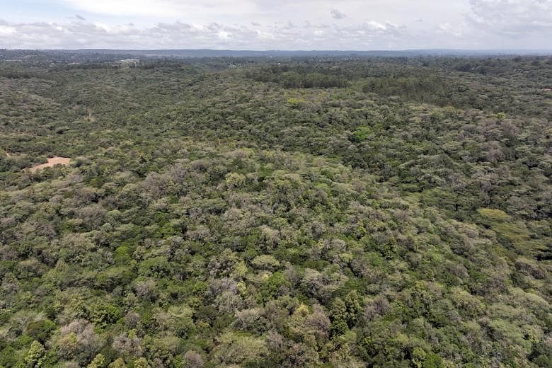 Les forêts tropicales réduisent la chaleur de la planète de 1 degré C, selon des scientifiques