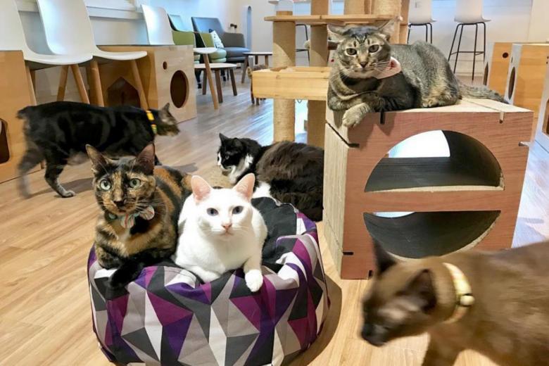 S'pore's first cat cafe Neko No Niwa closes so its cats can retire