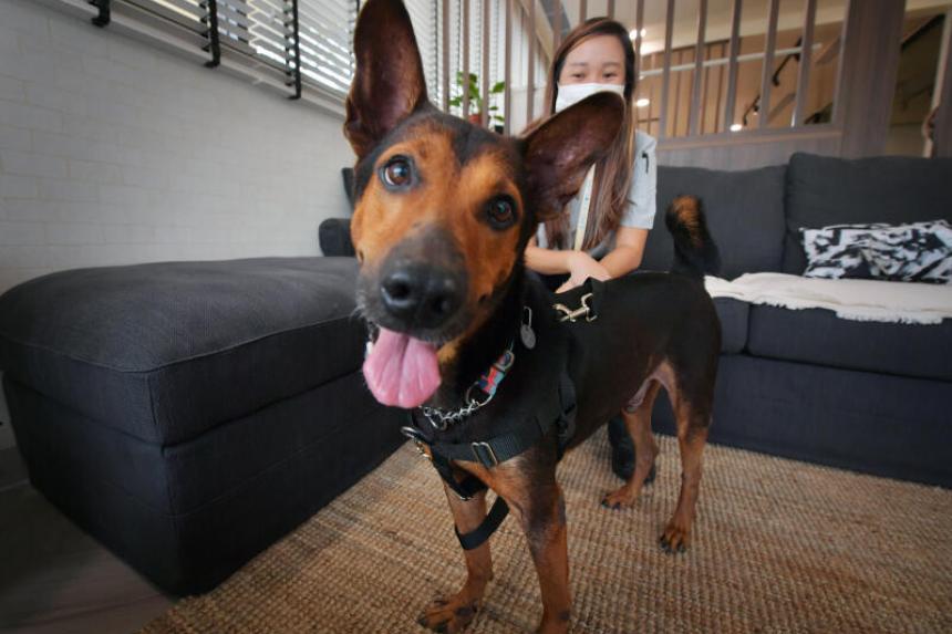 Findings of new study on traits of Singapore stray dogs support pet