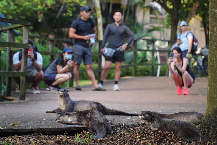 Otters in Singapore City