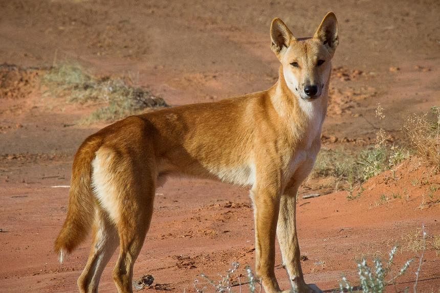 Dingoes Aren't Just Wild Dogs, Smart News