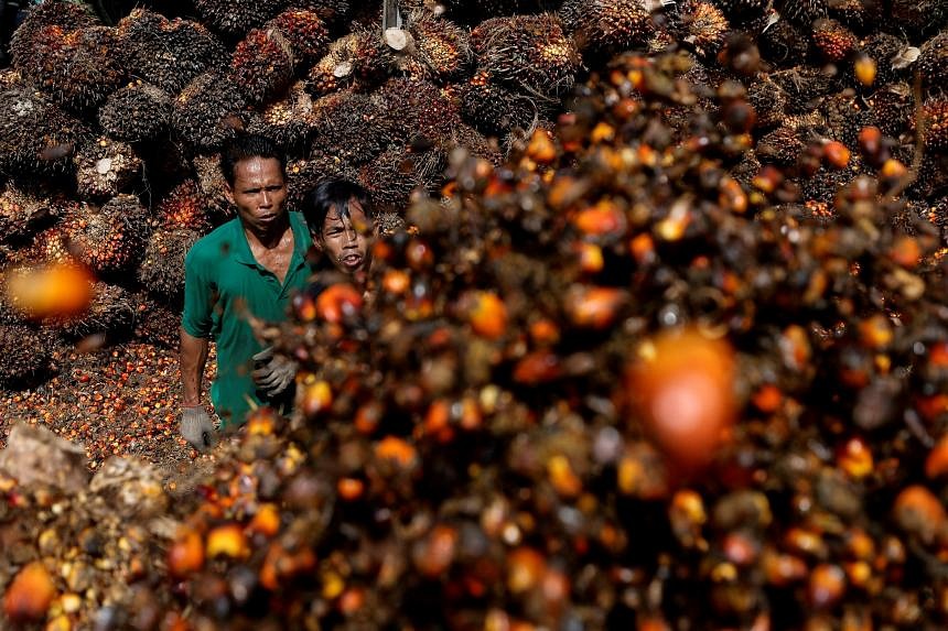 Indonesia Widens Export Ban To Crude And Refined Palm Oil | The Straits ...