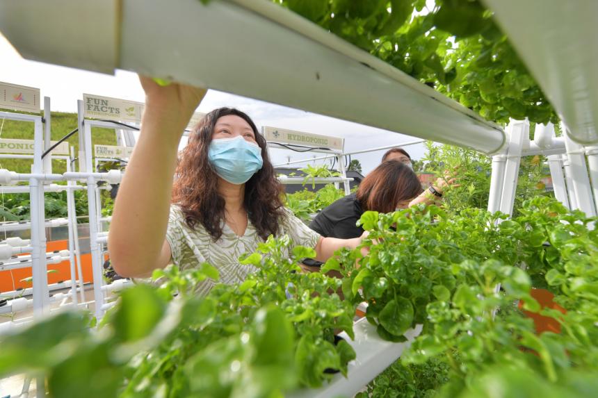 More HDB blocks in Tampines could get community gardens, farms to step