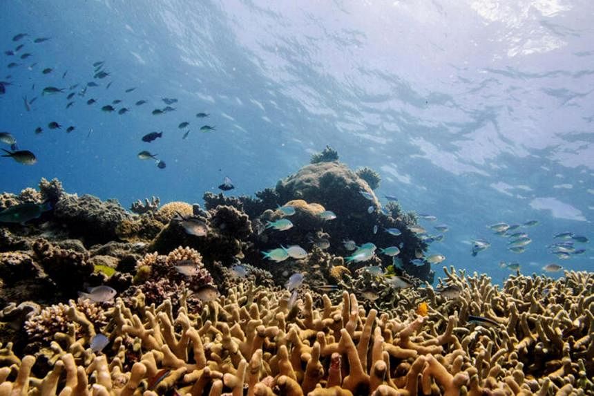 Summer heatwave bleaches 91% of Great Barrier Reef: Report | The ...