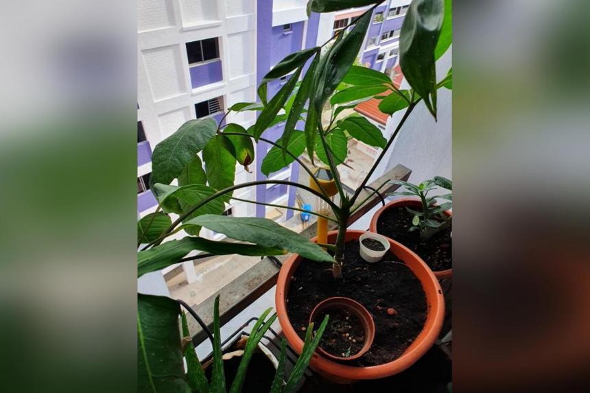 Root Awakening Umbrella Tree sapling needs bigger pot to grow The