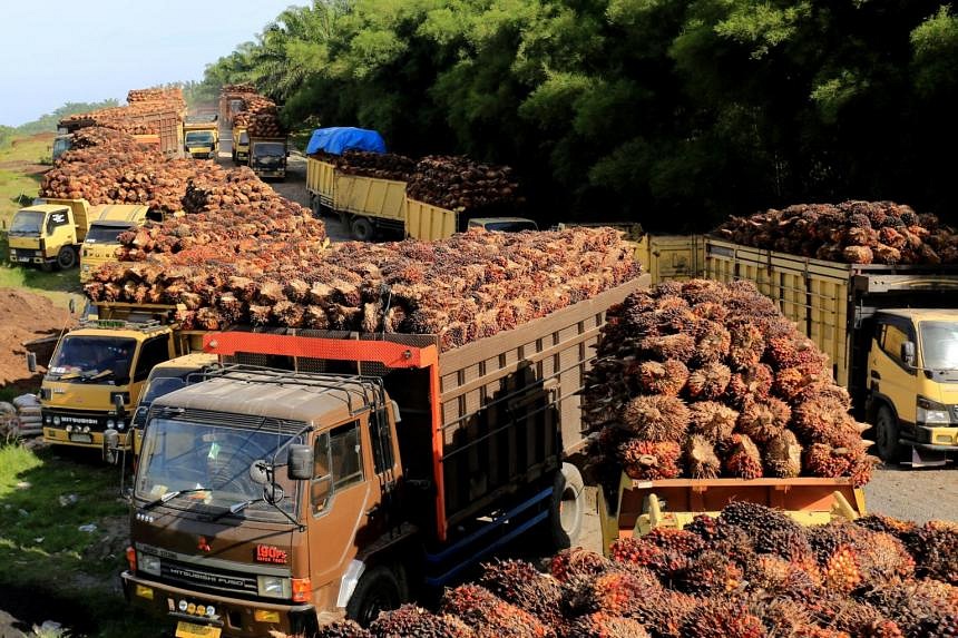 Recriminations Fly As Indonesia Resumes Palm Oil Exports | The Straits ...