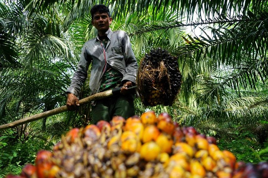 Indonesia Policy Uncertainty Hampers Resumption Of Palm Oil Exports ...