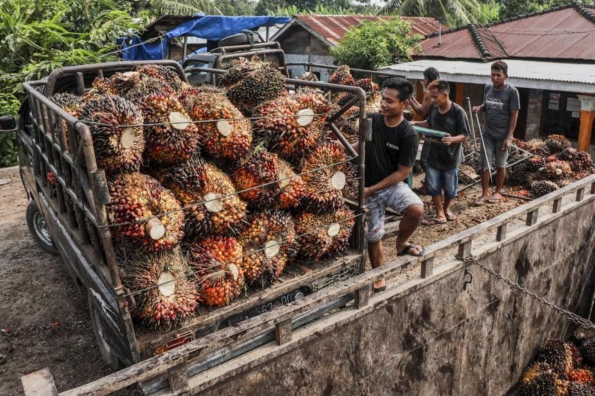 Indonesia's stop-start controls on palm oil exports and what it means for consumers